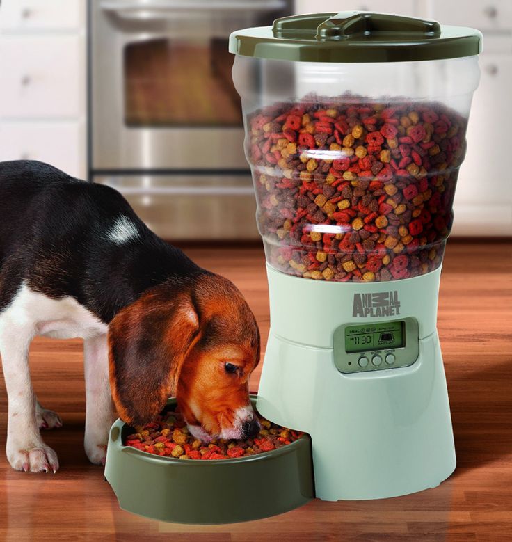 PET FEED