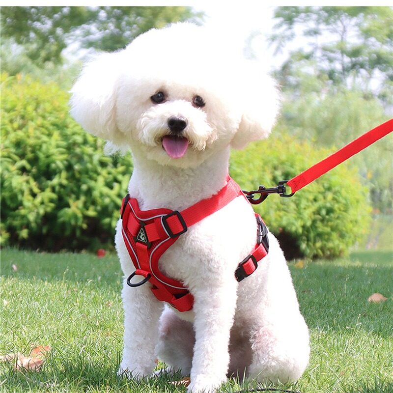 PET ACCESORIES